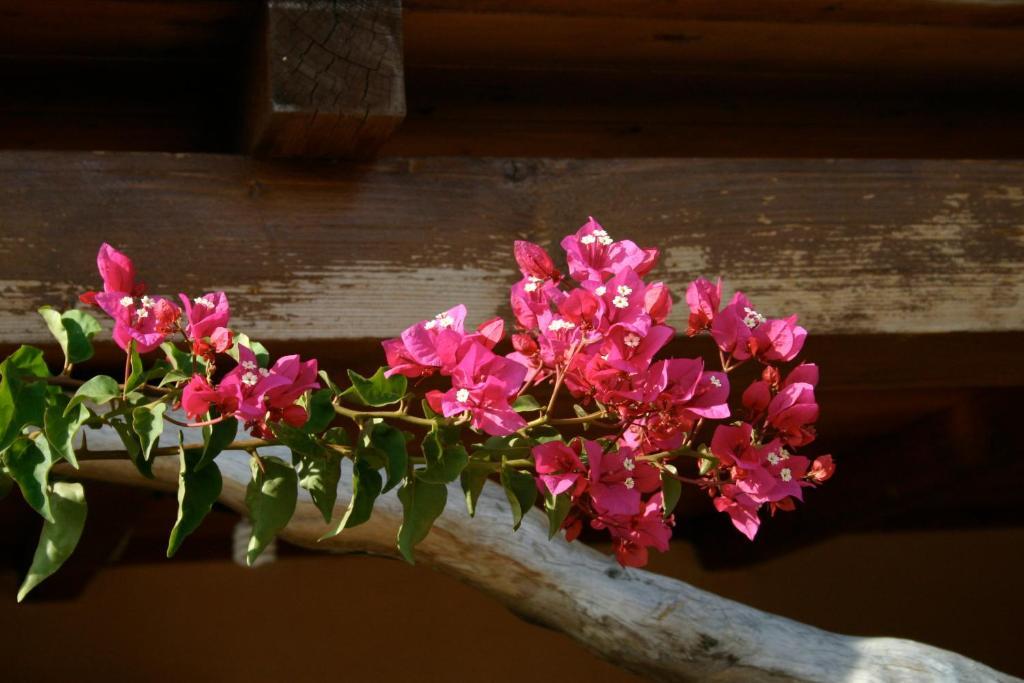 Agriturismo B&B Domo De Resteblas Berchidda Ngoại thất bức ảnh
