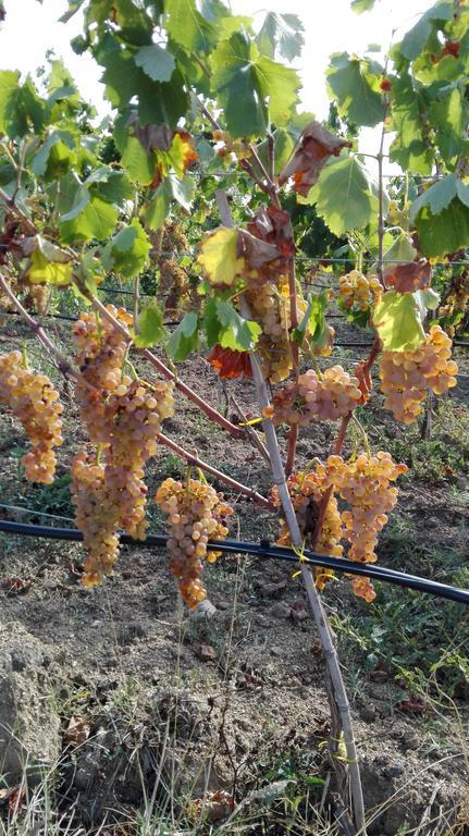 Agriturismo B&B Domo De Resteblas Berchidda Ngoại thất bức ảnh